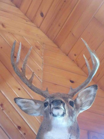 Image for Deer shoulder mount