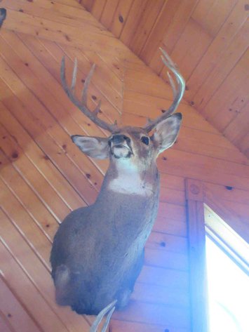 Image for Deer shoulder mount