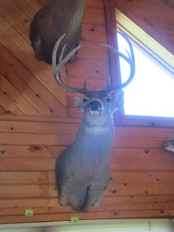 Image for Deer shoulder mount