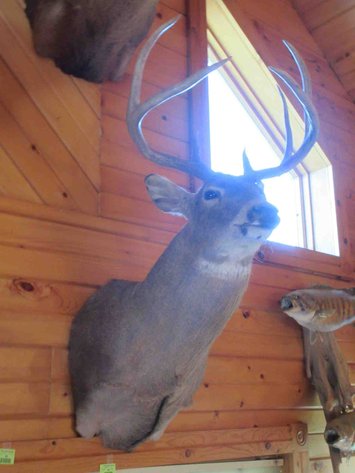 Image for Deer shoulder mount