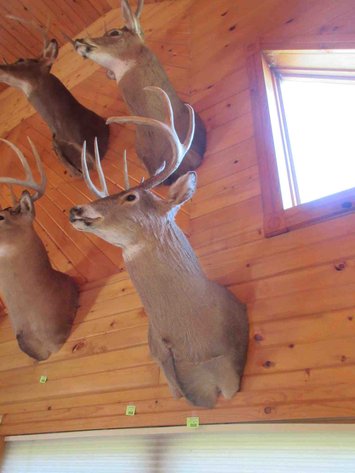 Image for Deer shoulder mount