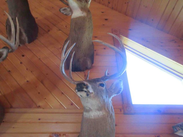Image for Deer shoulder mount
