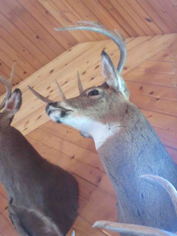 Image for Deer shoulder mount