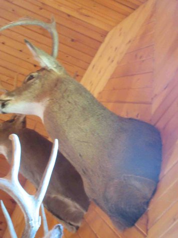 Image for Deer shoulder mount