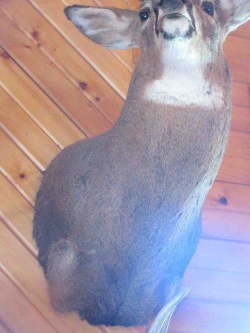 Image for Deer shoulder mount