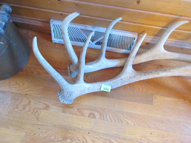 Image for Pair of elk horns