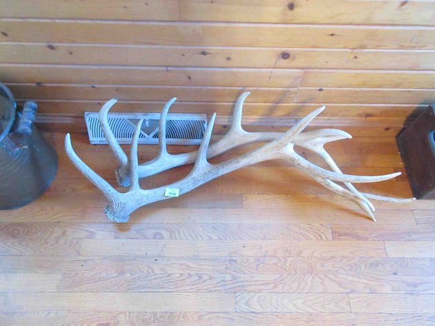 Image for Pair of elk horns