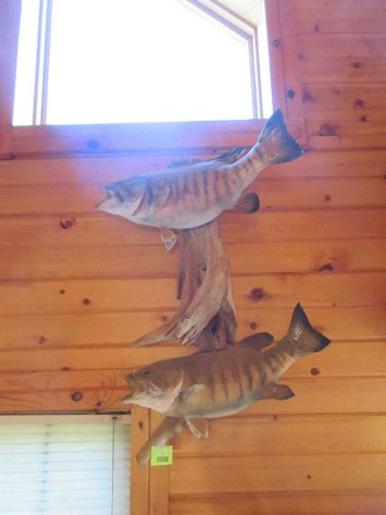 Image for Double fish mount on log