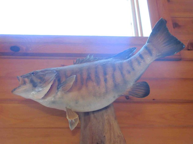 Image for Double fish mount on log