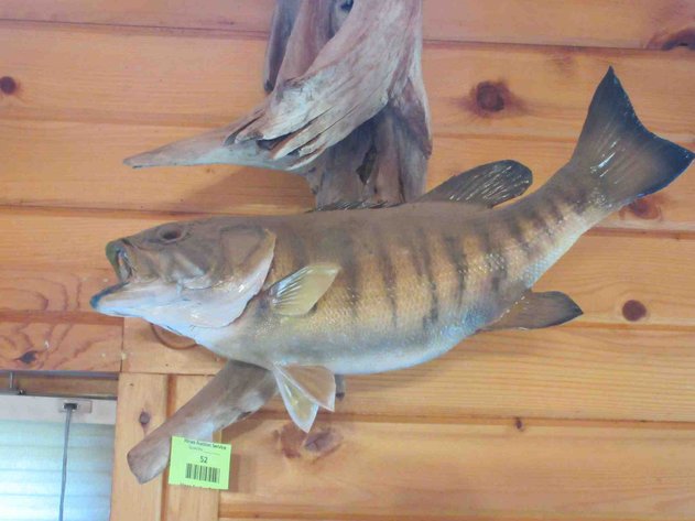 Image for Double fish mount on log