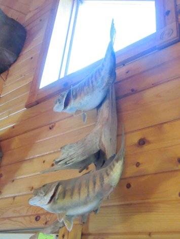 Image for Double fish mount on log