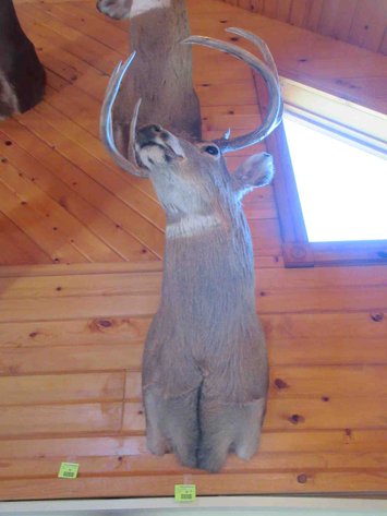 Image for Deer shoulder mount