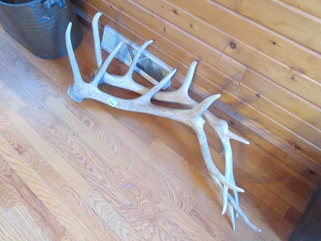 Image for Pair of elk horns