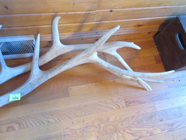 Image for Pair of elk horns