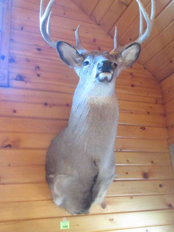 Image for Deer shoulder mount