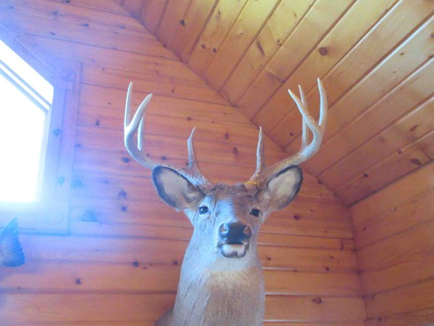 Image for Deer shoulder mount