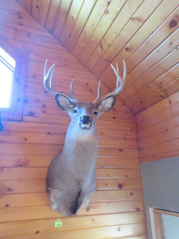 Image for Deer shoulder mount