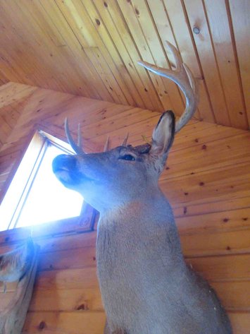 Image for Deer shoulder mount