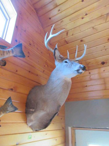 Image for Deer shoulder mount