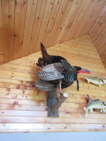Image for Full body turkey wall mount