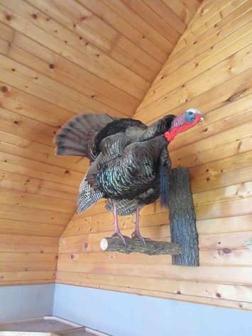 Image for Full body turkey wall mount