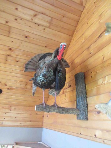 Image for Full body turkey wall mount