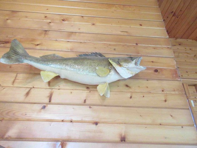 Image for Large fish mount