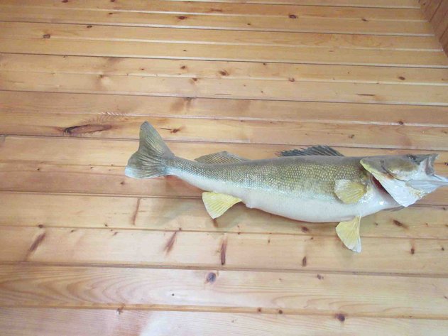 Image for Large fish mount