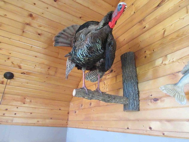 Image for Full body turkey wall mount