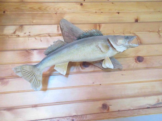 Image for Large fish mount