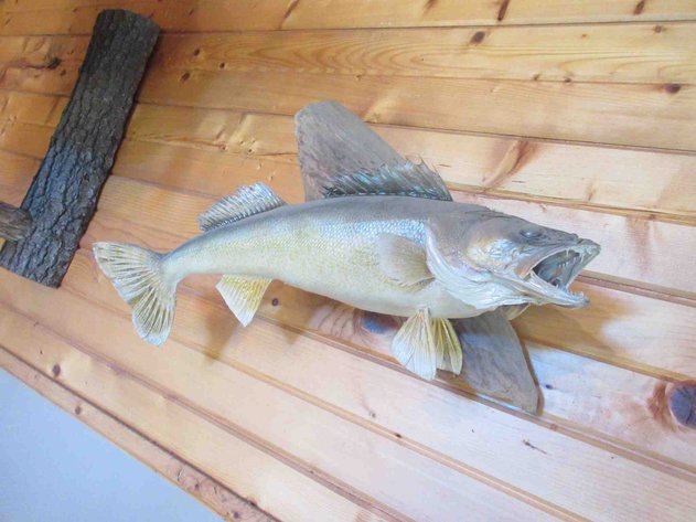 Image for Large fish mount