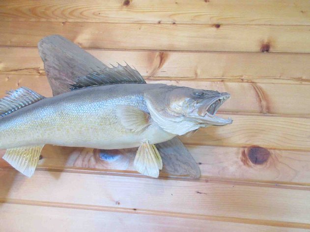 Image for Large fish mount