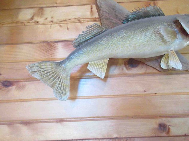 Image for Large fish mount