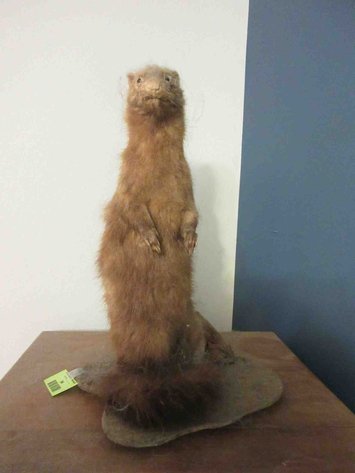 Image for Ferret taxidermy mount