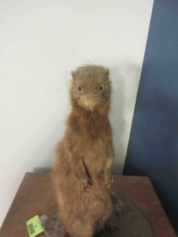 Image for Ferret taxidermy mount