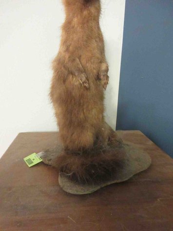 Image for Ferret taxidermy mount