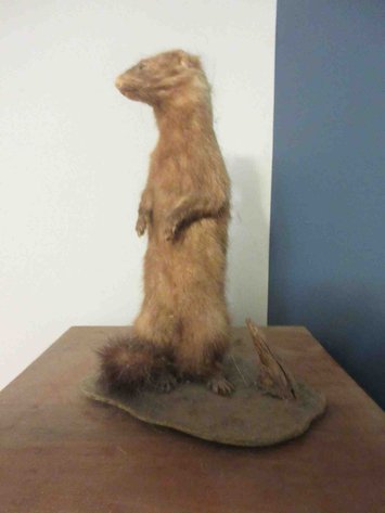 Image for Ferret taxidermy mount