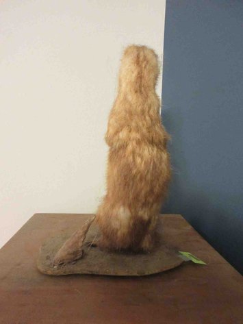 Image for Ferret taxidermy mount