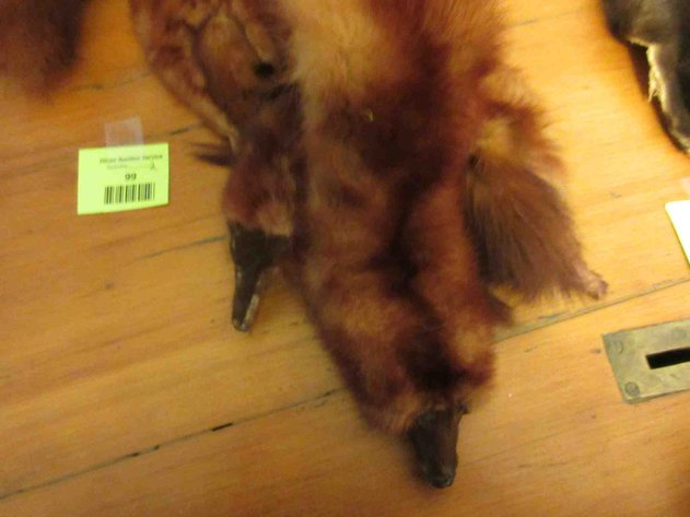 Image for Fur collar