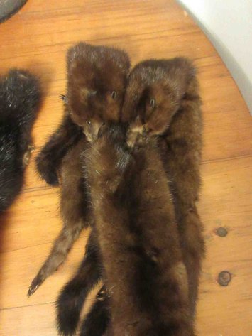 Image for Fur collar