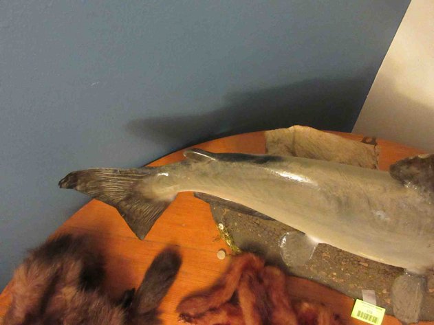 Image for Cat fish mount