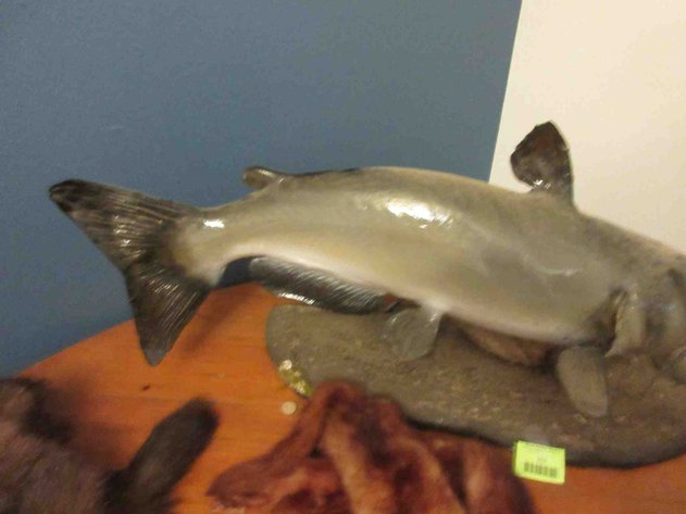Image for Cat fish mount