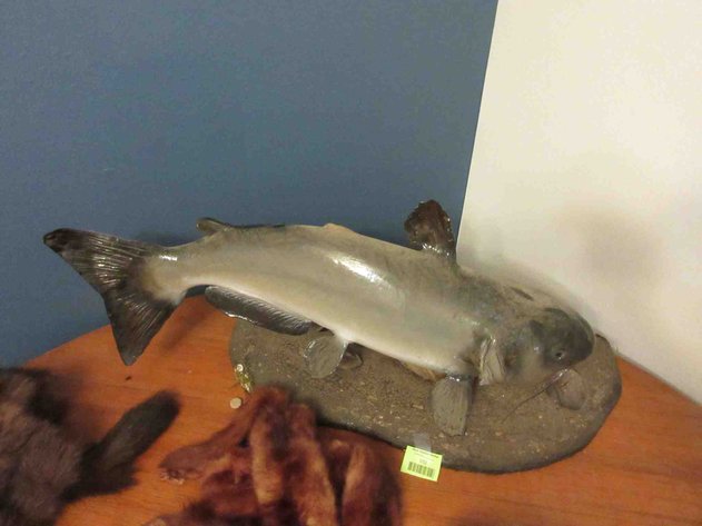Image for Cat fish mount