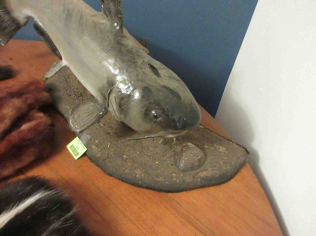 Image for Cat fish mount