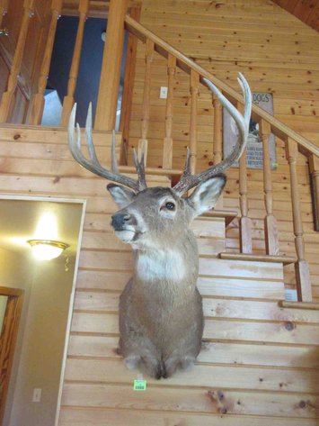 Image for Deer shoulder mount
