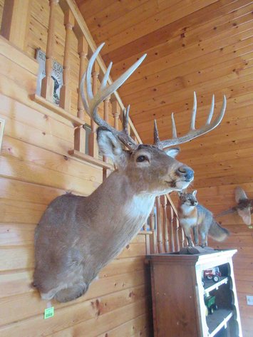 Image for Deer shoulder mount