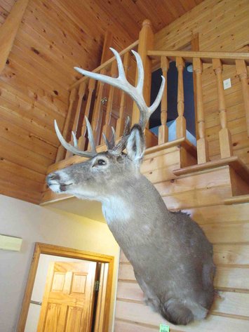 Image for Deer shoulder mount