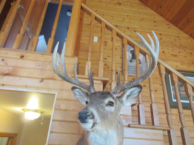 Image for Deer shoulder mount