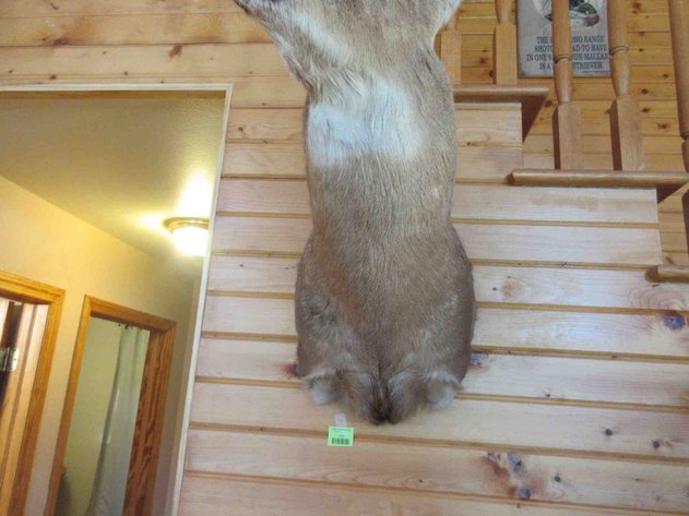 Image for Deer shoulder mount