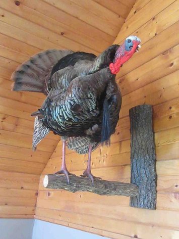 Image for Full body turkey wall mount